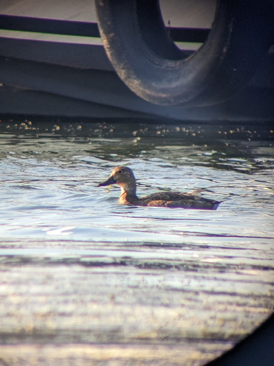 Redhead - ML623336867