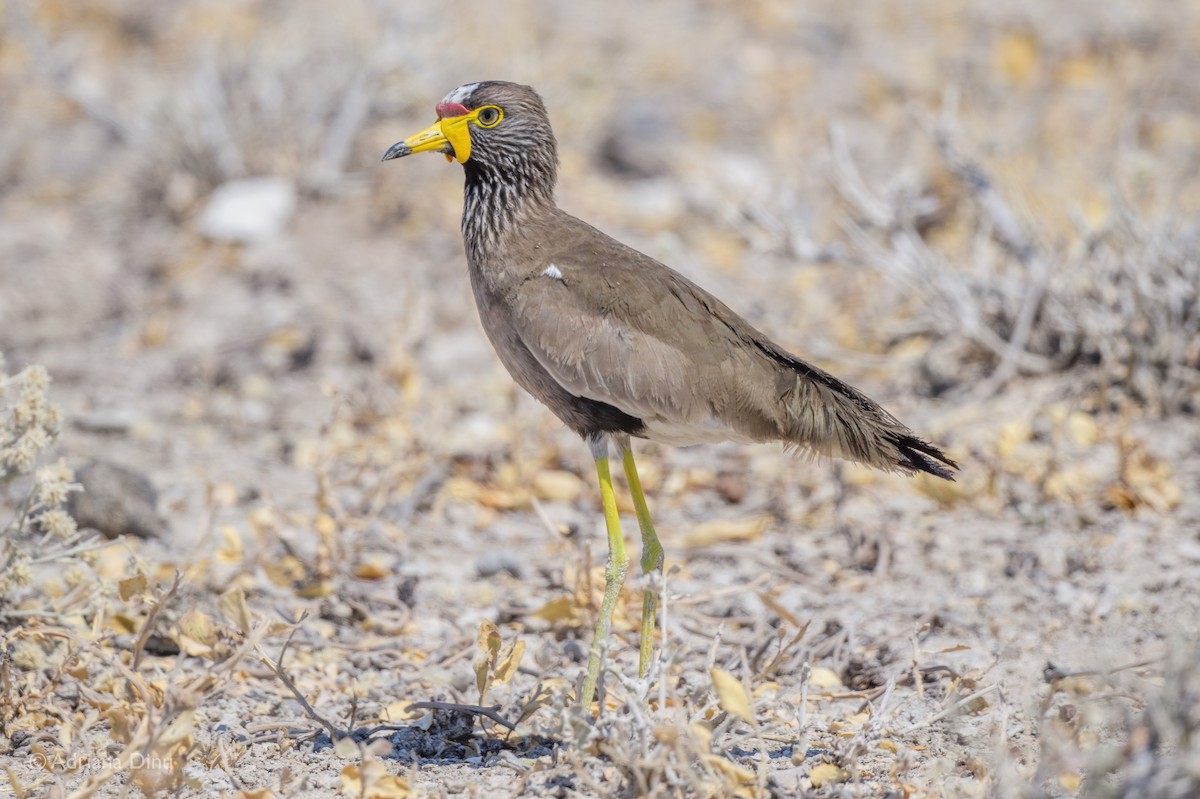 Wattled Lapwing - ML623336930