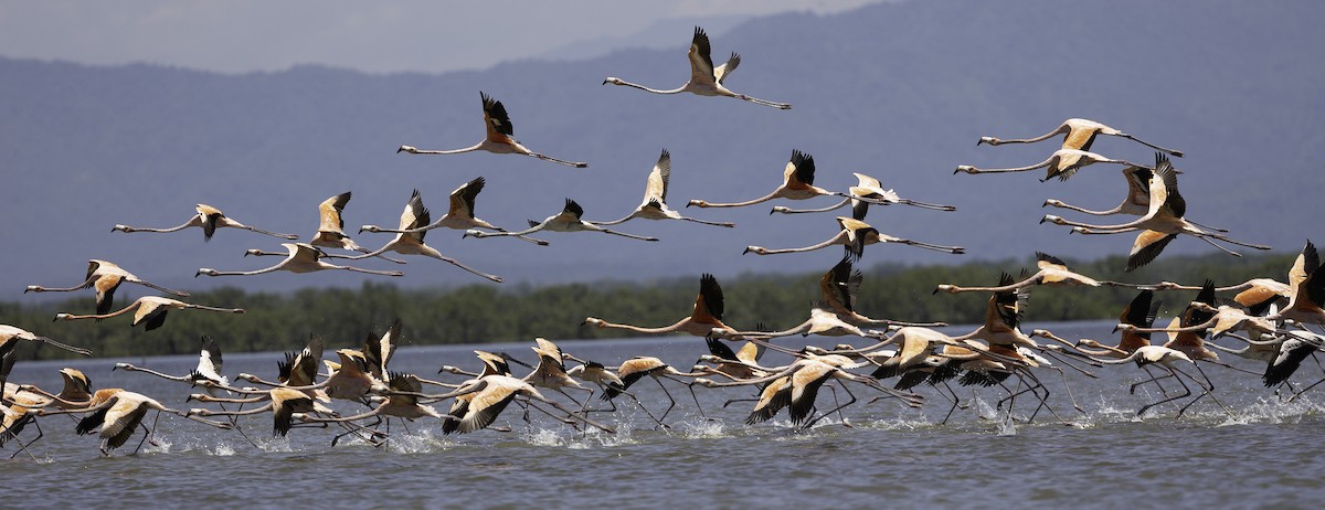 American Flamingo - ML623336939