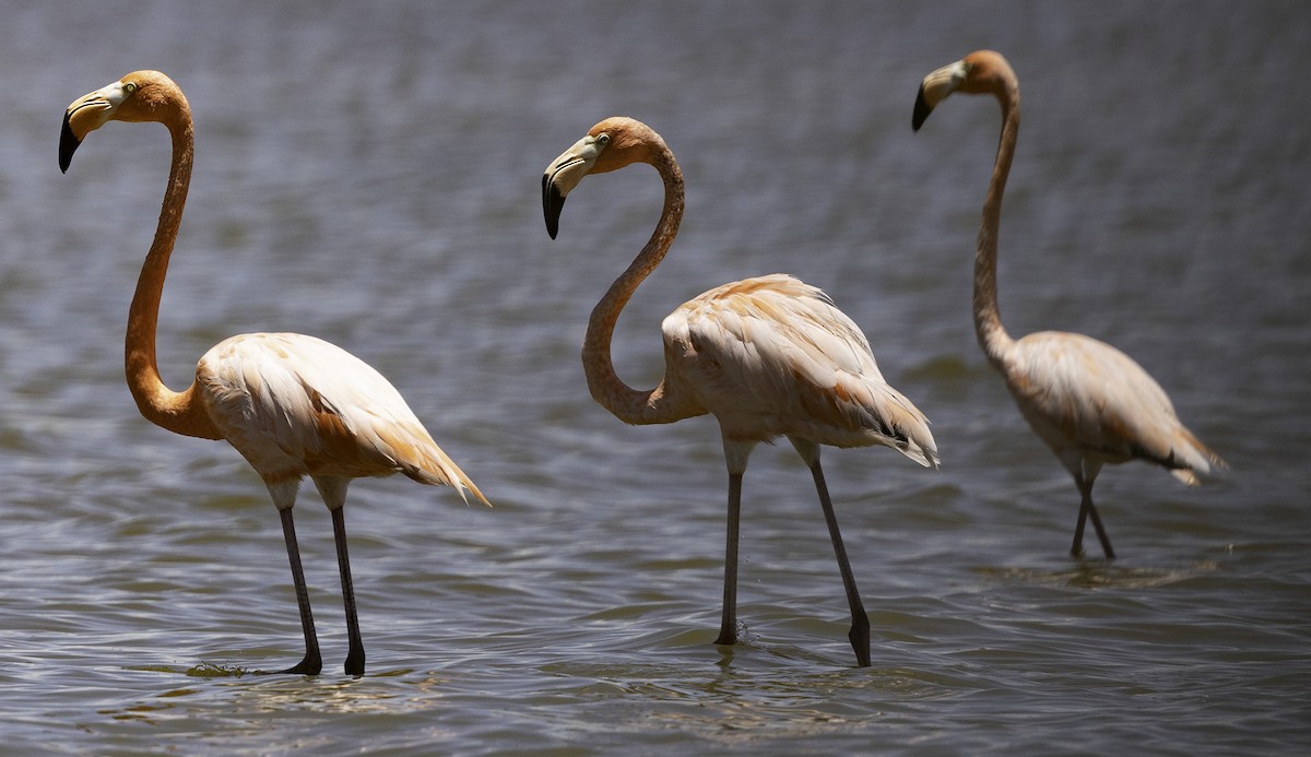 American Flamingo - ML623336945