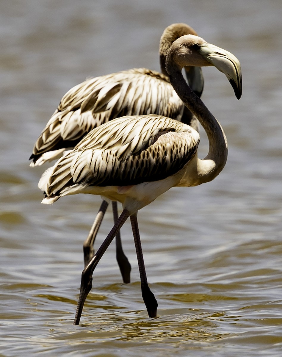 American Flamingo - ML623336947