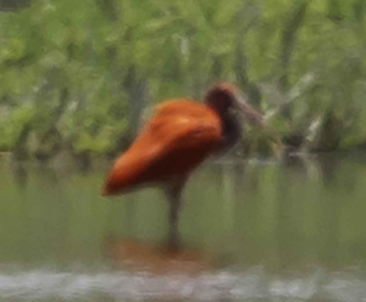 Scarlet Ibis - ML623336958