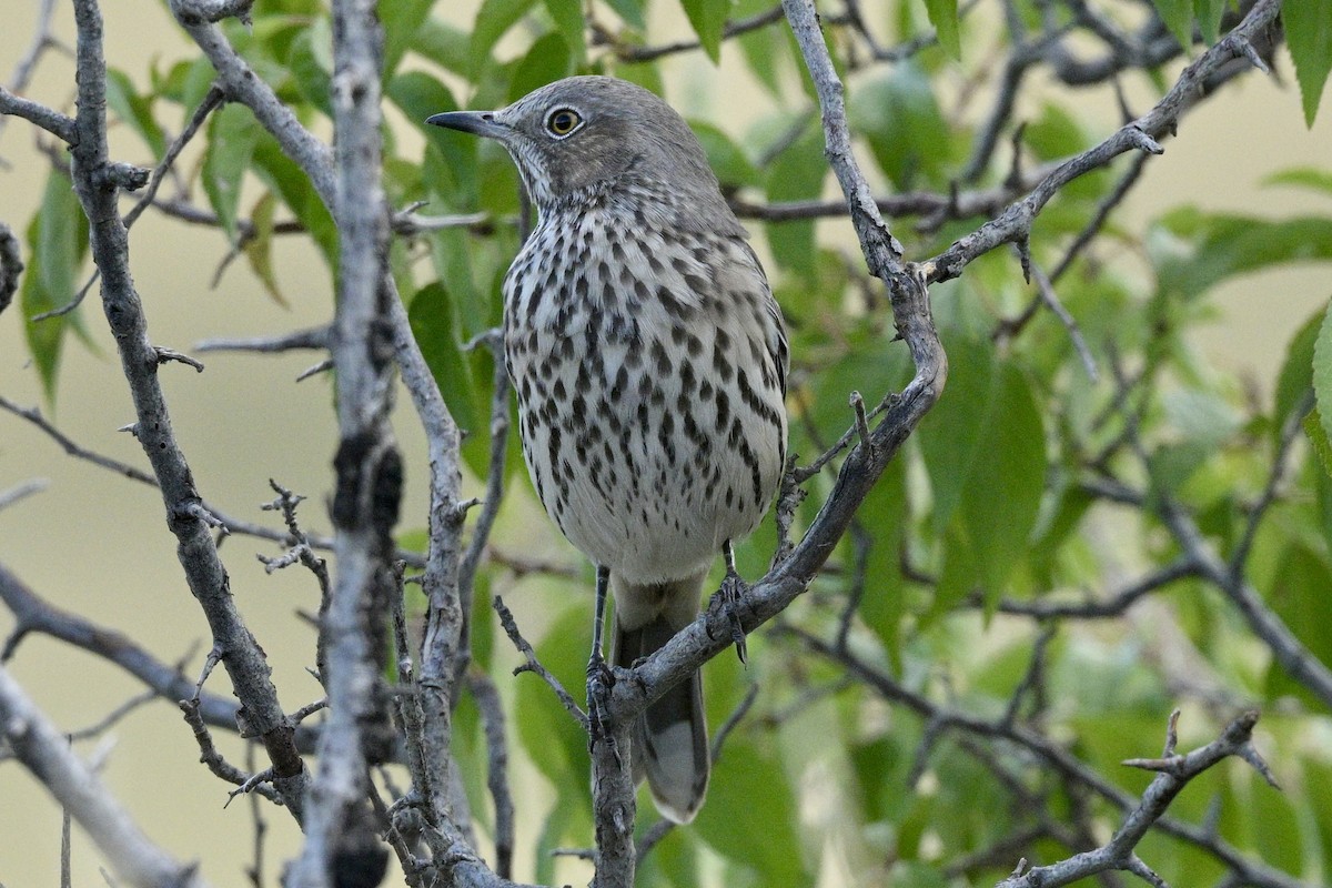 Sage Thrasher - ML623337005