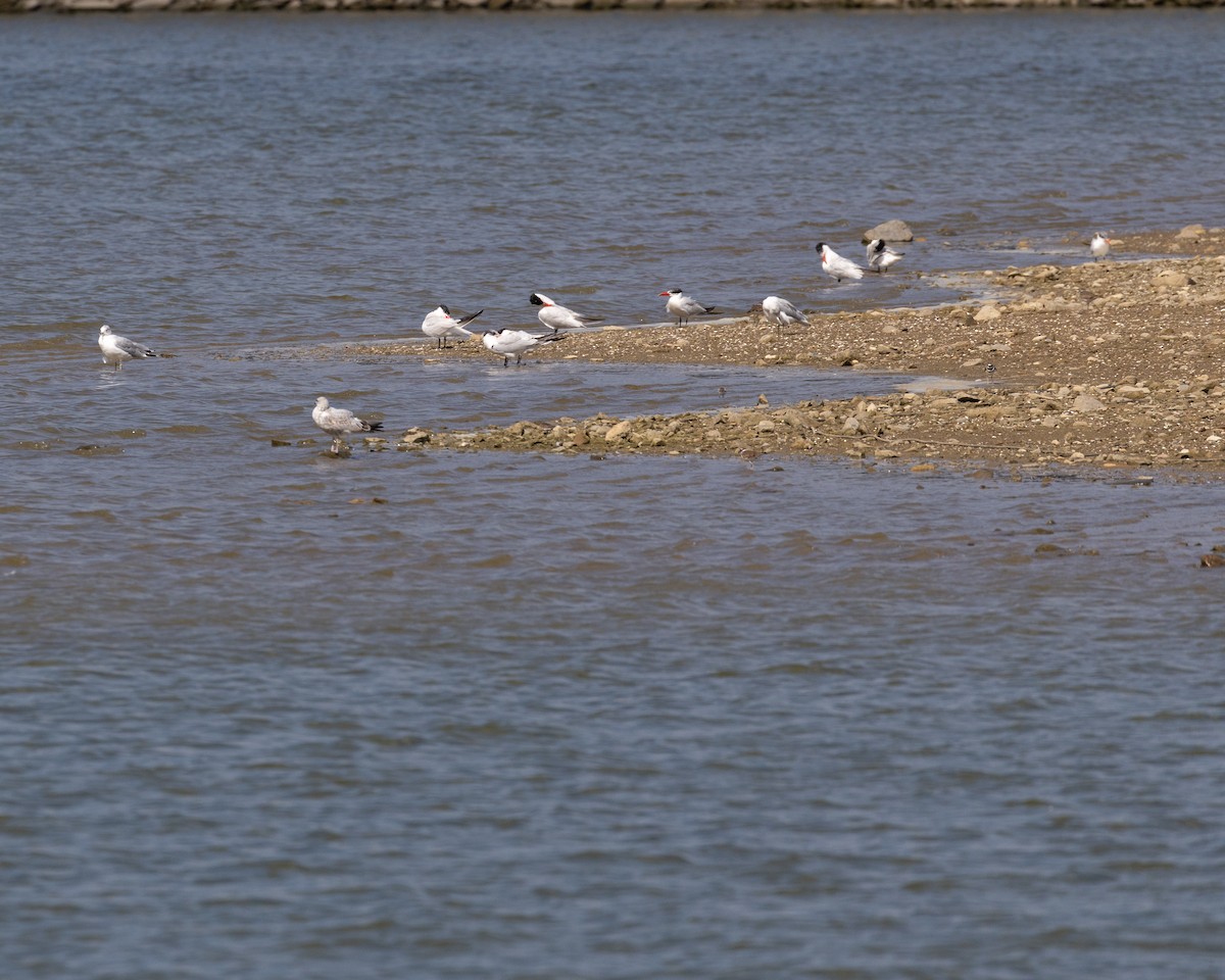 Морин хараалай - ML623337135