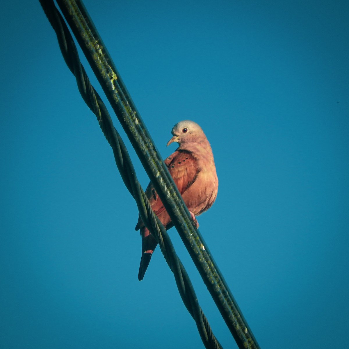 Ruddy Ground Dove - ML623337252