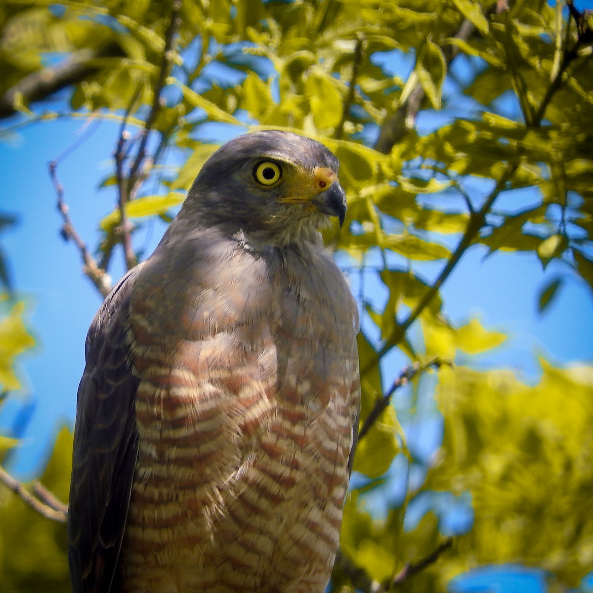 Roadside Hawk - ML623337405