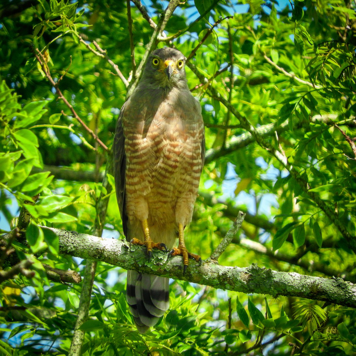 Roadside Hawk - ML623337406