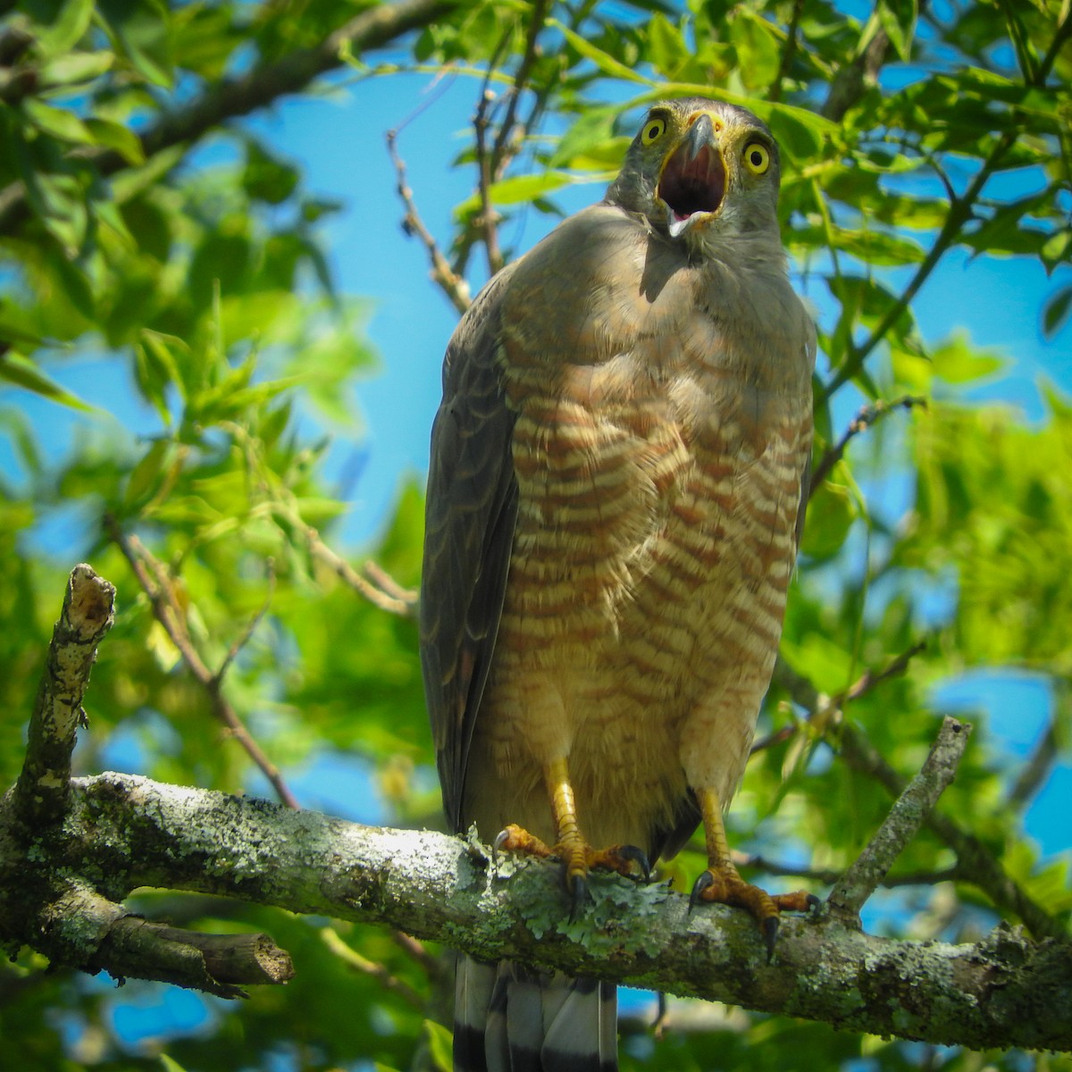 Roadside Hawk - ML623337407