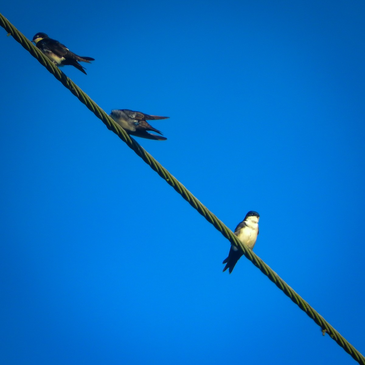 Blue-and-white Swallow - ML623337415