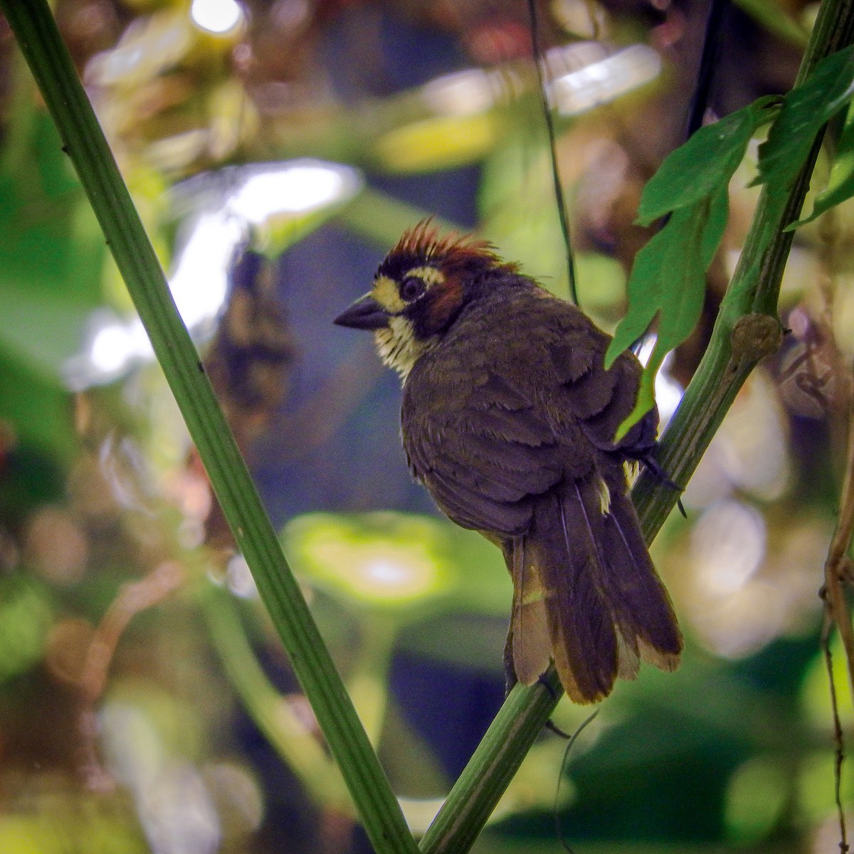 Cabanis's Ground-Sparrow - ML623337419