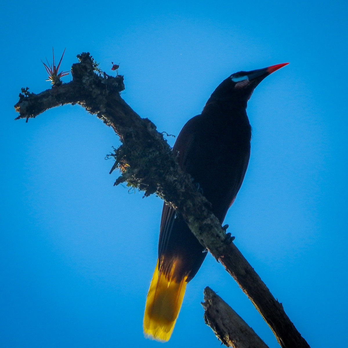 Montezuma Oropendola - ML623337467