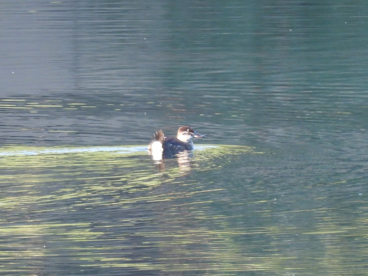 Ruddy Duck - ML623337504