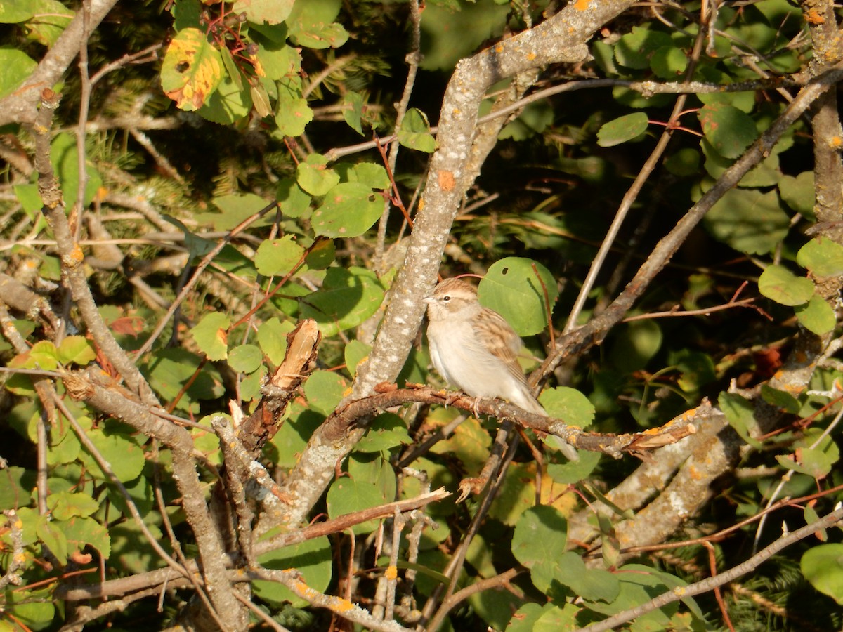 Chipping Sparrow - ML623337507