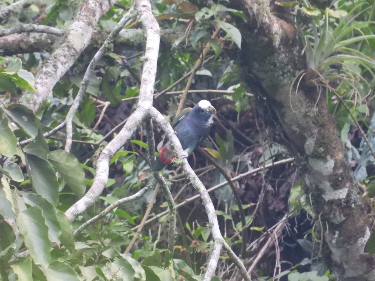 White-crowned Parrot - ML623337508