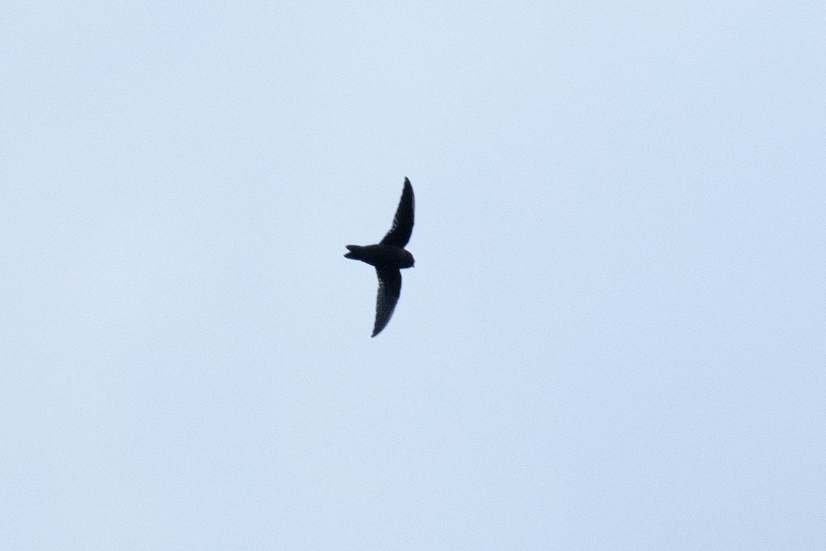 Black Swift - ML623337518