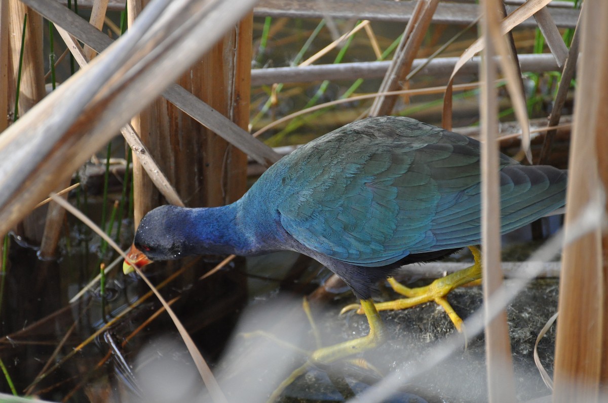 Purple Gallinule - ML623337532