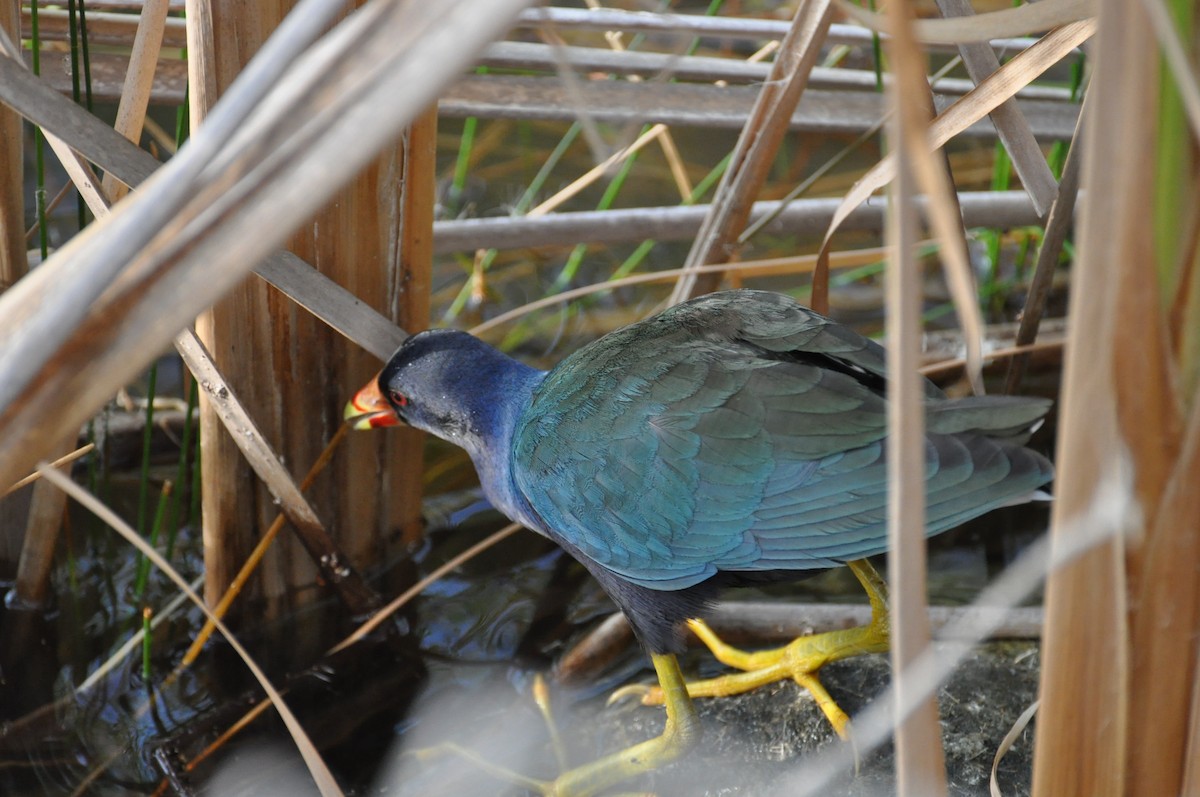 Purple Gallinule - ML623337536