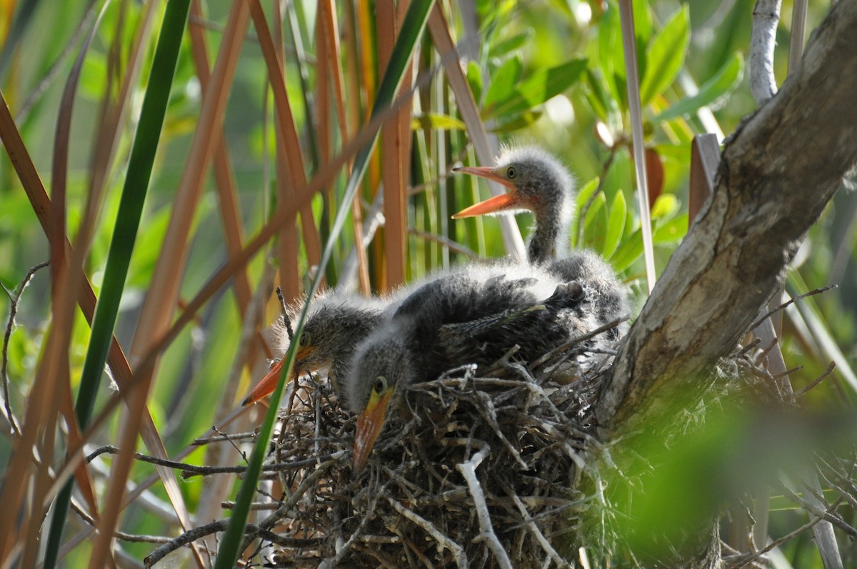 Green Heron - ML623337558