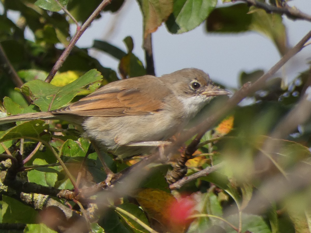 Greater Whitethroat - ML623337564