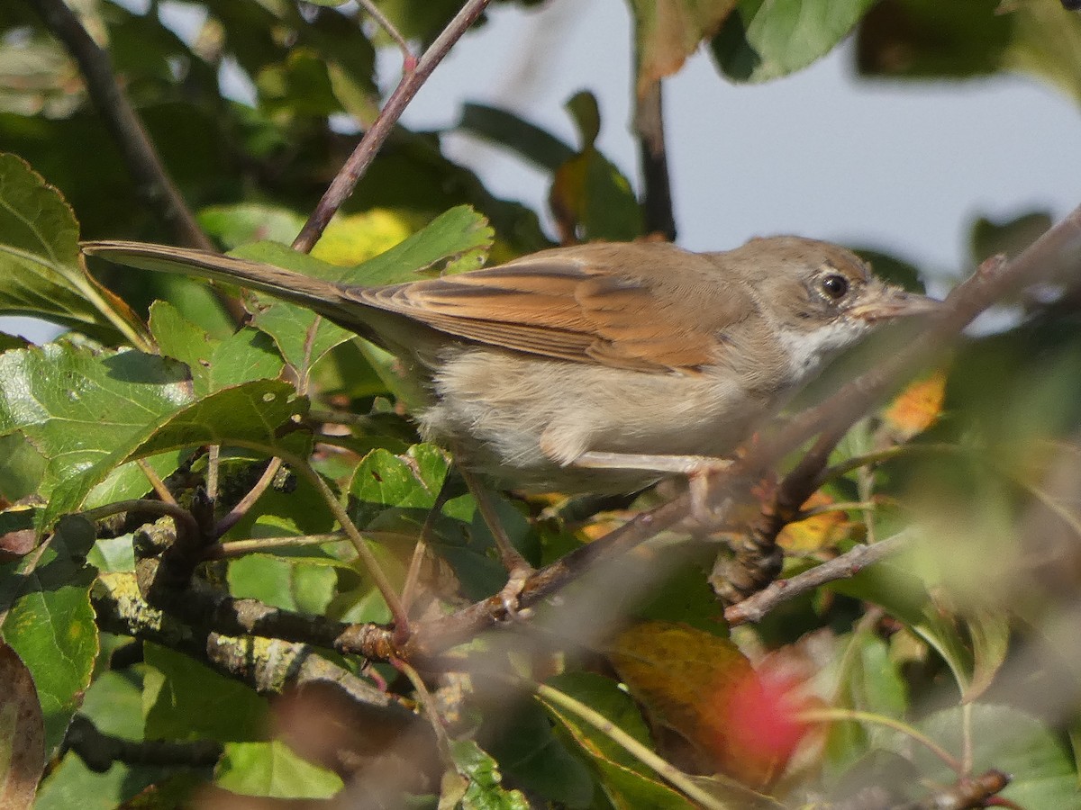 Greater Whitethroat - Da Lo