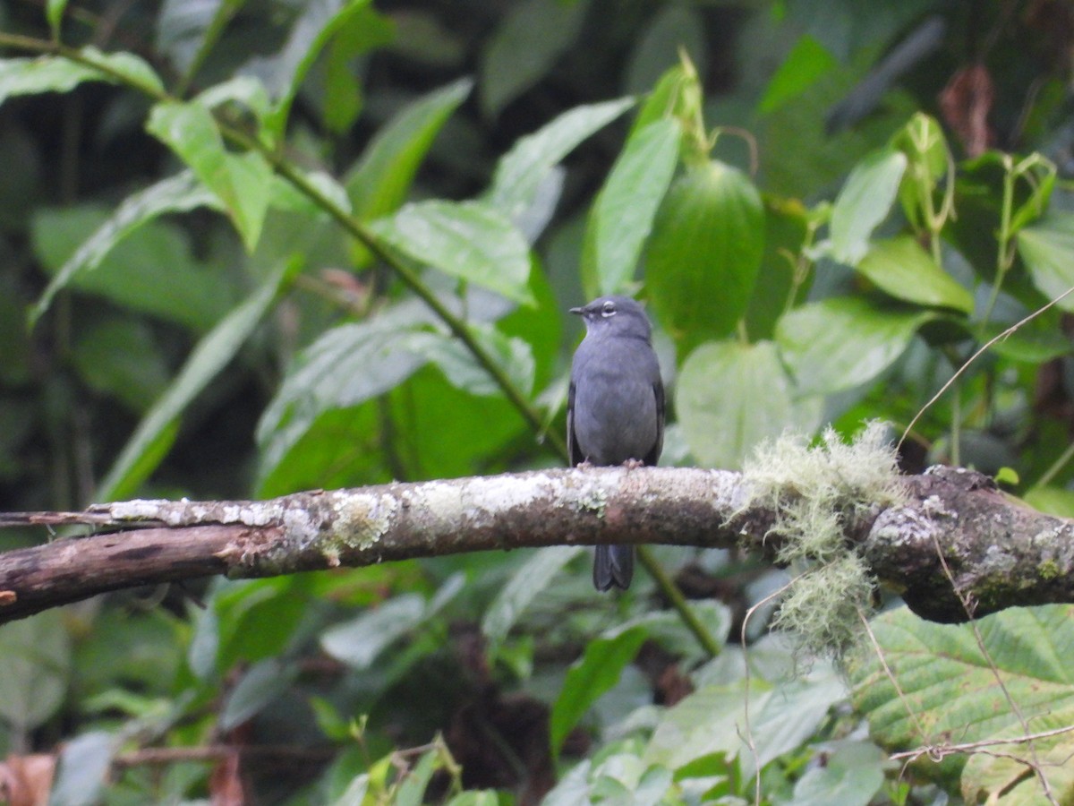 Slate-colored Solitaire - ML623337600