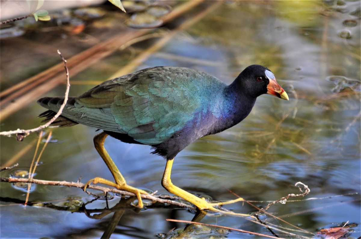 Purple Gallinule - ML623337614