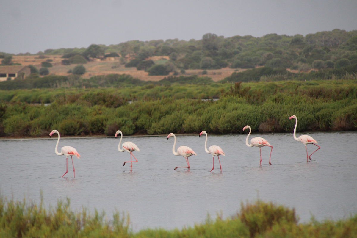 Greater Flamingo - ML623337615