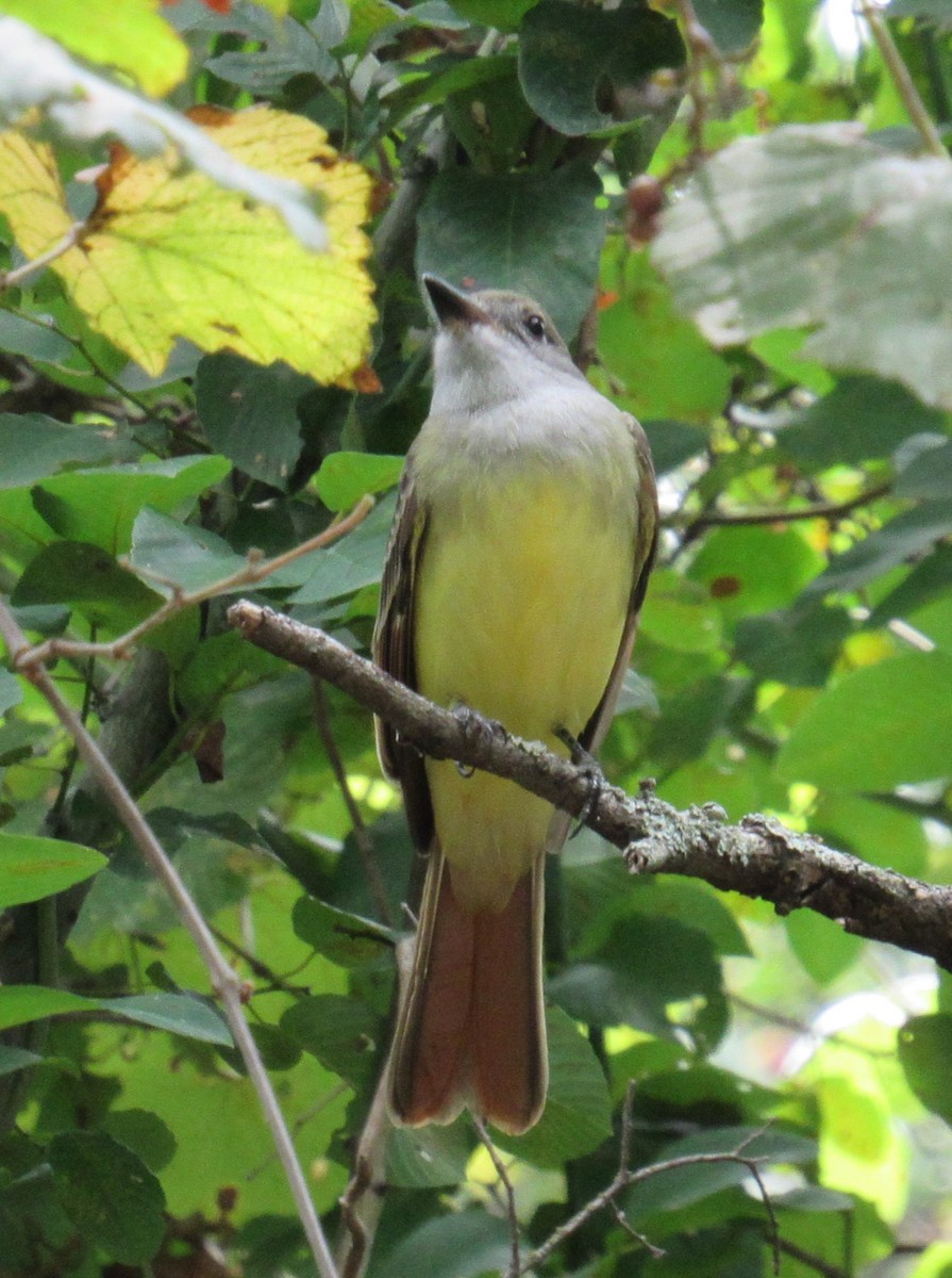 Great Crested Flycatcher - ML623337636