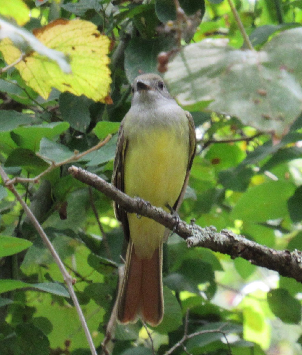 Great Crested Flycatcher - ML623337640