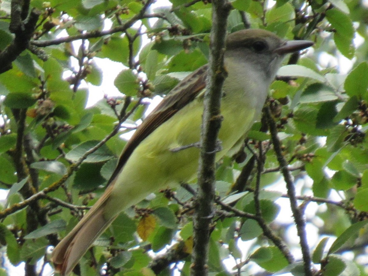 Great Crested Flycatcher - ML623337643