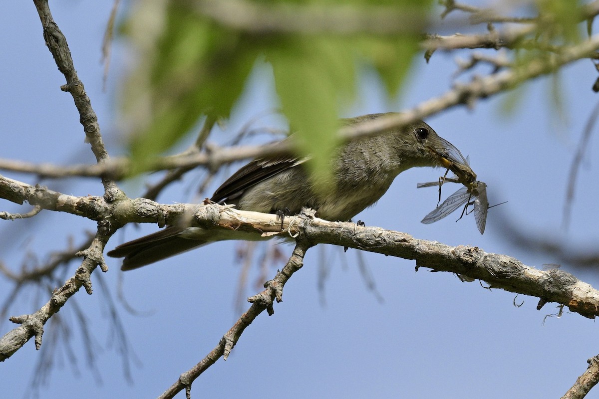 Western Wood-Pewee - ML623337659