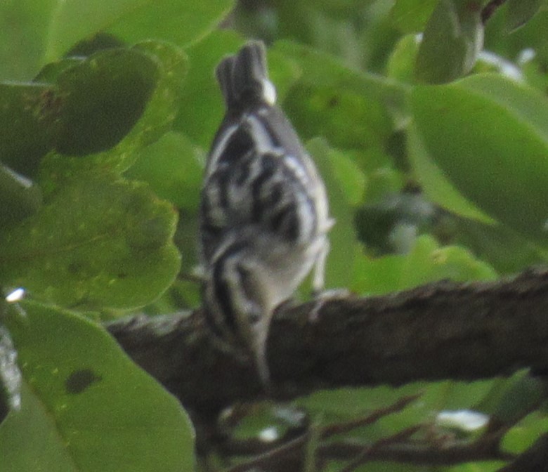 Black-and-white Warbler - ML623337662