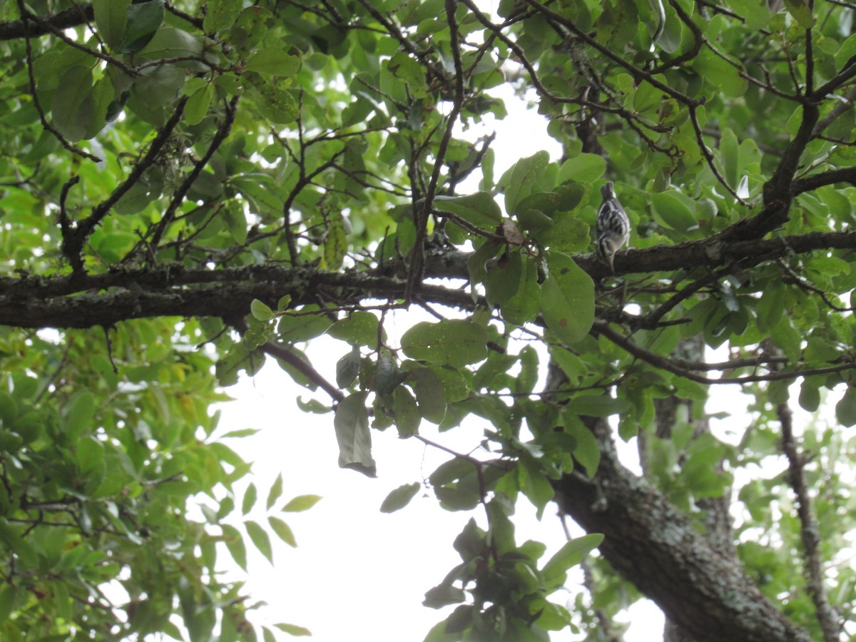 Black-and-white Warbler - ML623337675