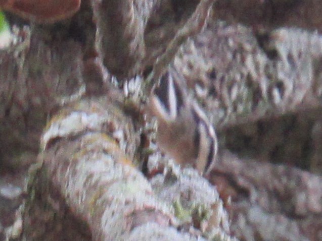 Black-and-white Warbler - ML623337687