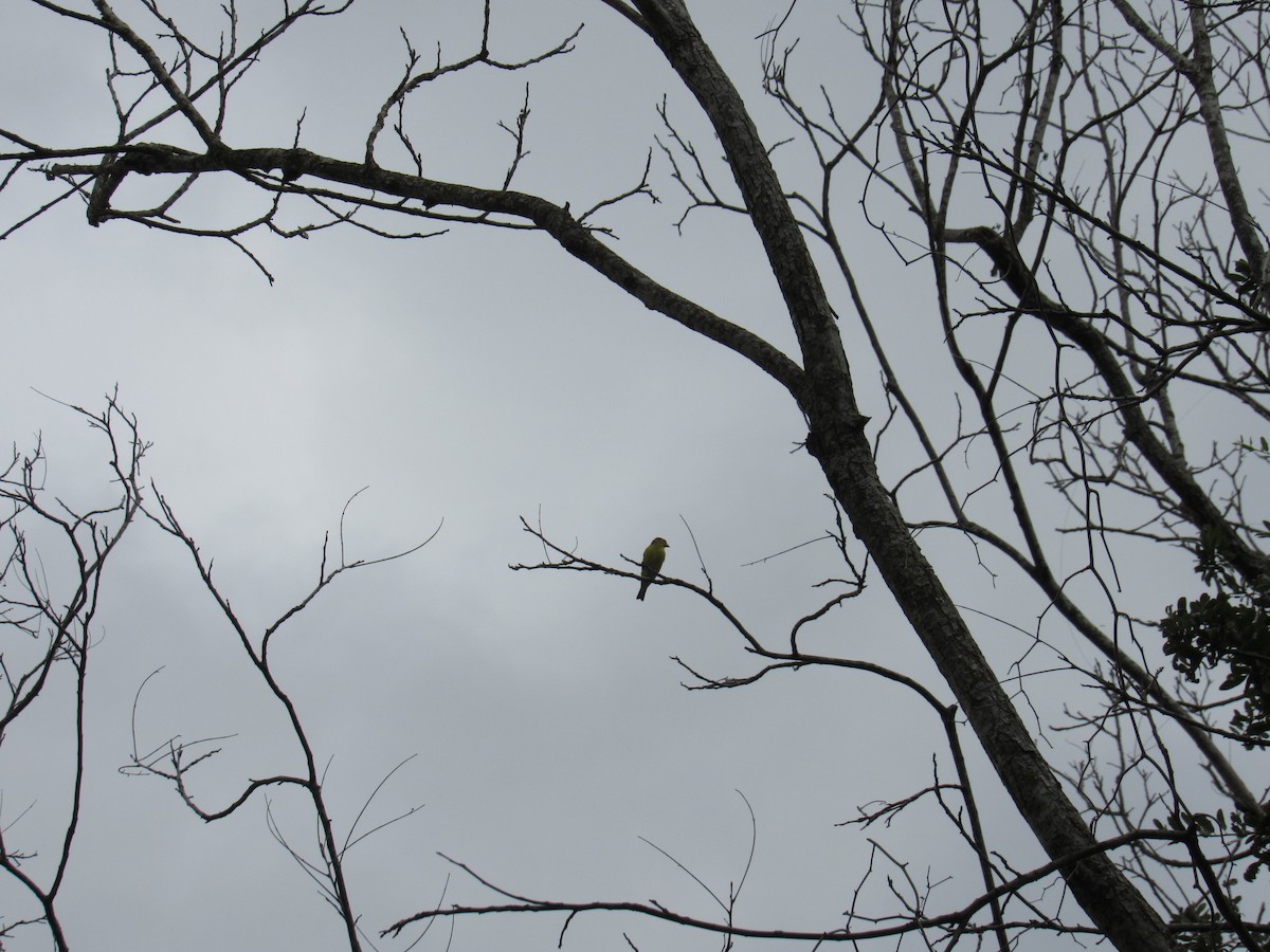 Lesser Goldfinch - ML623337700