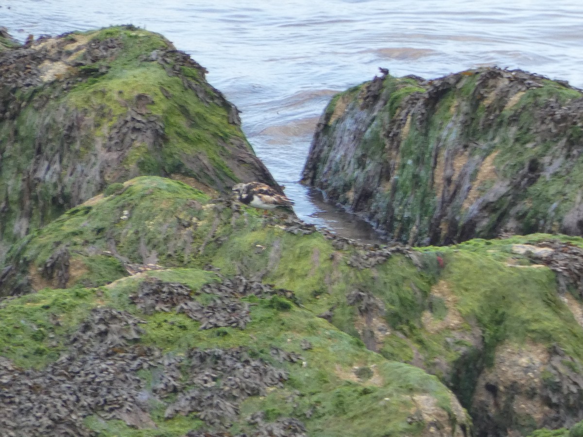 Ruddy Turnstone - Da Lo