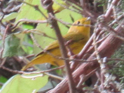 Yellow Warbler - ML623337702