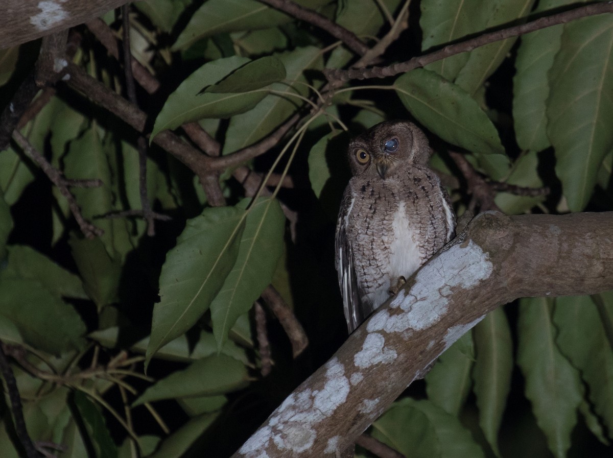 Wallace's Scops-Owl - Ross Gallardy
