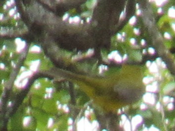 Wilson's Warbler - ML623337718