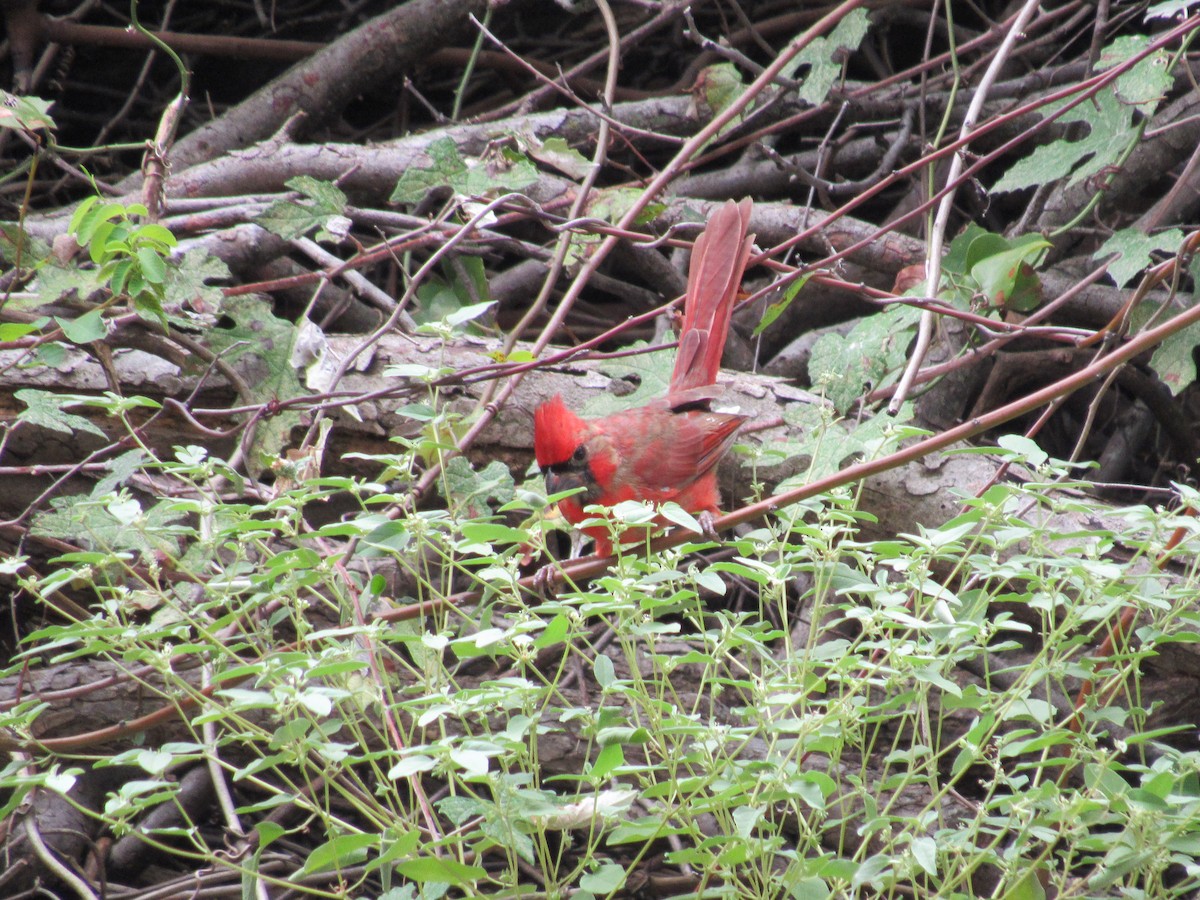 Northern Cardinal - ML623337723