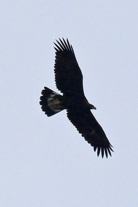 Águila Real - ML623337726