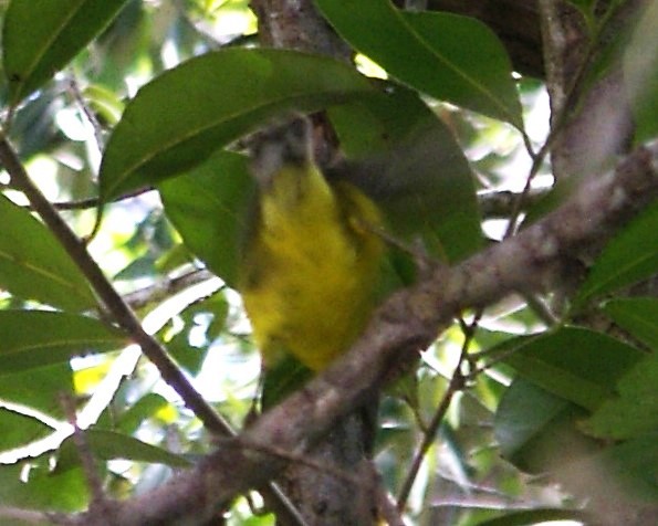 Vitelline Warbler - ML623337789