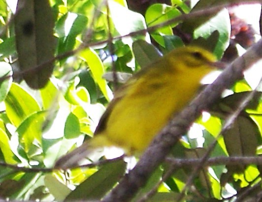 Vitelline Warbler - ML623337791