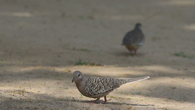 Colombe écaillée - ML623337798