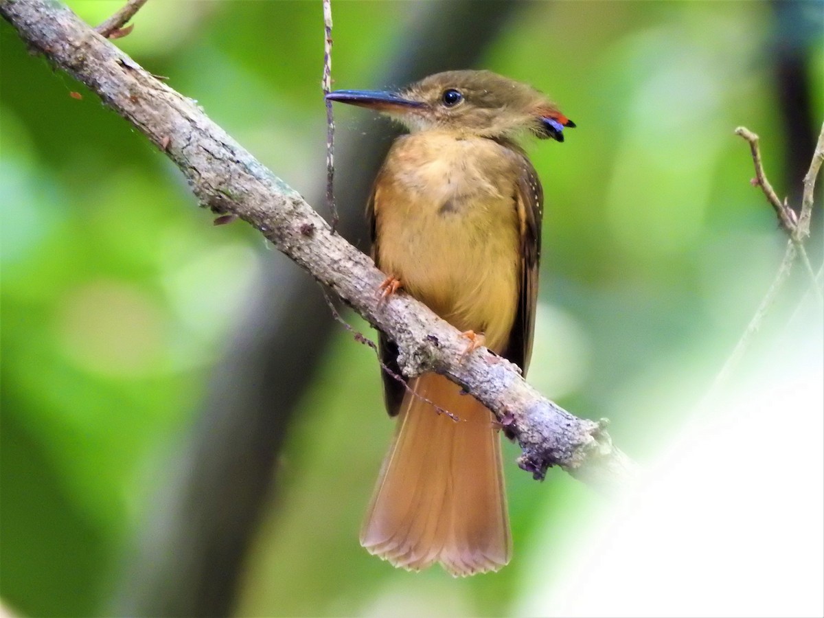 Tropical Royal Flycatcher - ML623337819