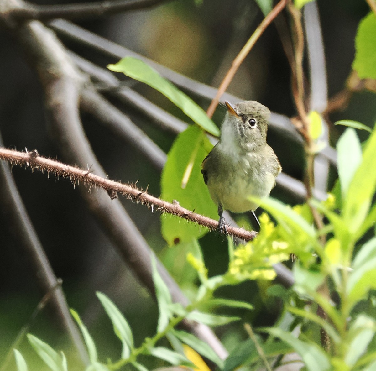 Least Flycatcher - ML623337874