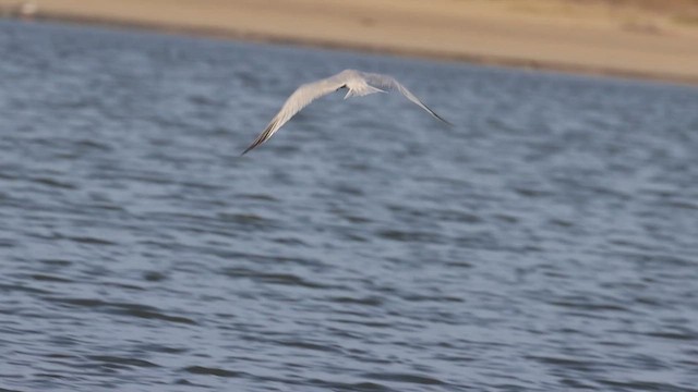 Sandwich Tern - ML623337875