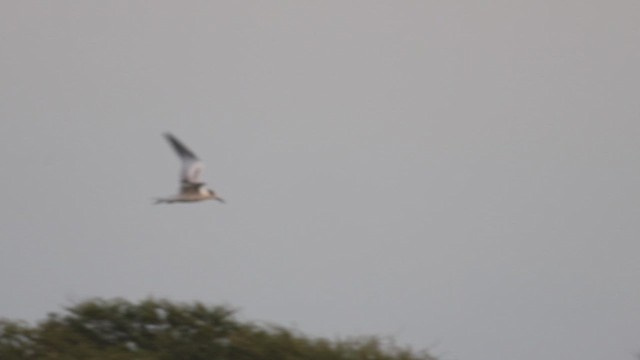 Sandwich Tern - ML623337876