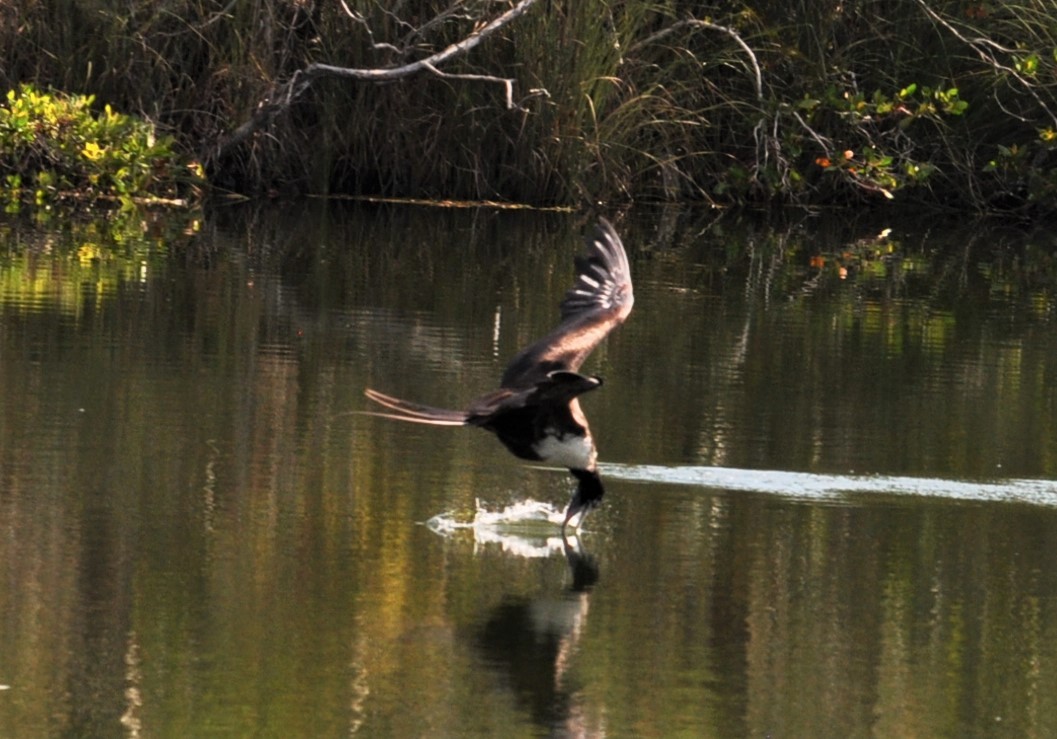 Magnificent Frigatebird - ML623337890