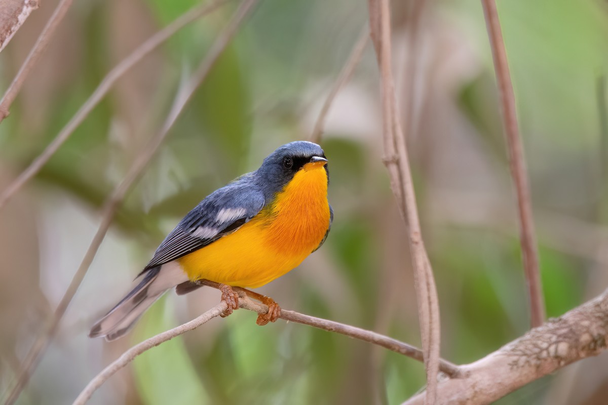 Tropical Parula - Marcos Eugênio Birding Guide